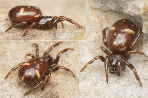 Asagena sp.